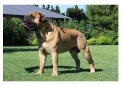 Beef Knuckle Bones for Dogs "Keeps Heavy Chewers Busy for Hours"
